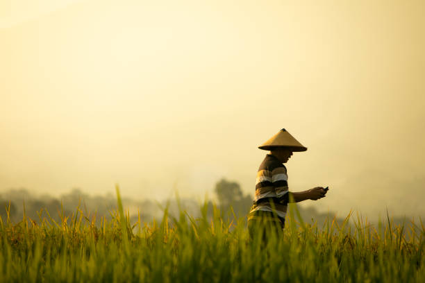 Asian farmer in rice field with mountain on the background in Cianjur District, West Java
