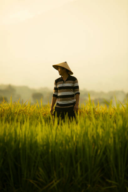 istock Asian farmer in rice field with mountain on the background 1280271422