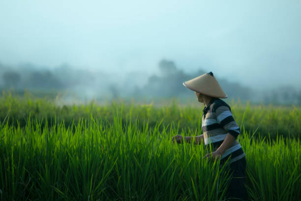 istock Asian farmer in rice field with mountain on the background 1280271446