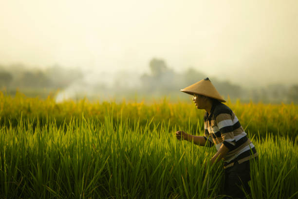 istock Asian farmer in rice field with mountain on the background 1280271476