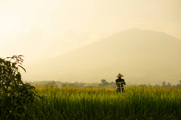 istock Asian farmer in rice field with mountain on the background 1280271479