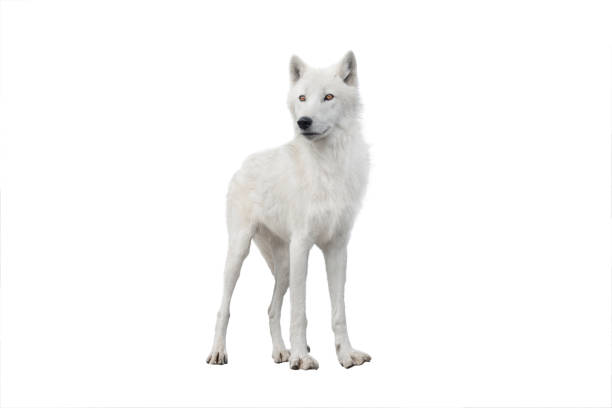 istock skinny polar white wolf in summer isolated on white 1280272063