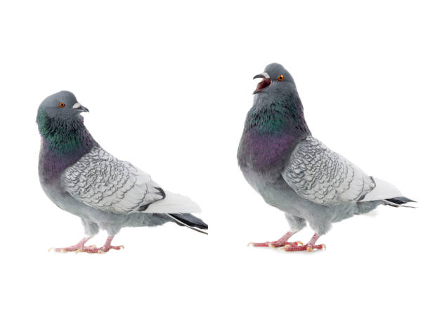istock two polish lynx dove isolated on white 1280272067