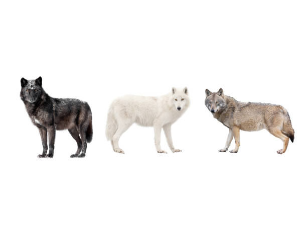 istock Three kinds of wolves isolated on white 1280272089