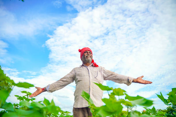 Indian farmer at cotton field