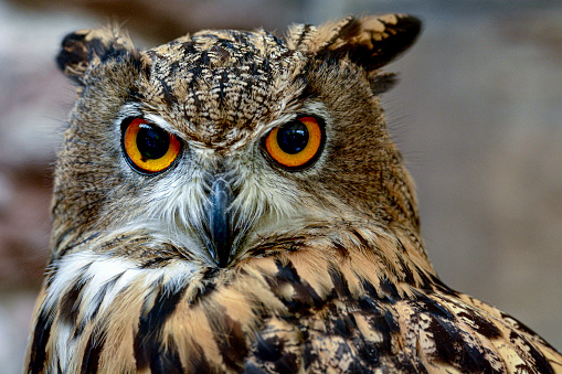Face of the Eurasian eagle owl (bubo bubo) also known as European Eagle owl. The eagle-owl is from the higher classification of horned owls and is one of the largest species.