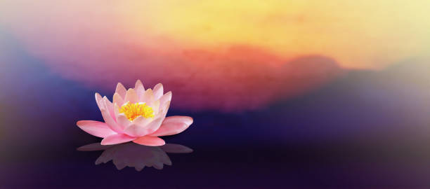 istock Pink lotus flower with sunrise background. 1280276064
