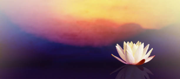istock White lotus flower with sunrise background. 1280276071