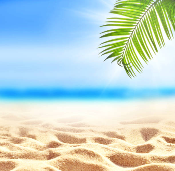 istock Summer sand beach background. Palm leaf, sea and sky. Summer concept. 1280276667