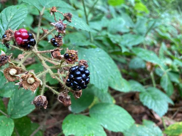 istock Blackberry in the woods 1280276933