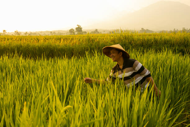 istock Asian farmer in rice field with mountain on the background 1280276953