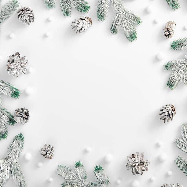 Evergreen tree branch with snow and pine cones. Square composition, flat lay, top view. Snow forest creative minimal layout. White copy space
