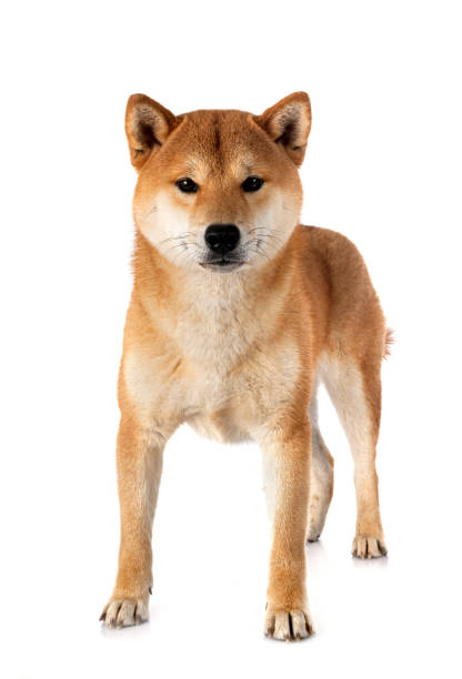 istock shiba inu 1280278581