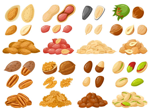 cartoon-nüsse. mandel, erdnuss, cashew, haselnuss nüsse, sonnenblumenkerne und pistazien, nuss nahrung isoliert vektor illustration symbole gesetzt - walnut nut nutshell peanut stock-grafiken, -clipart, -cartoons und -symbole