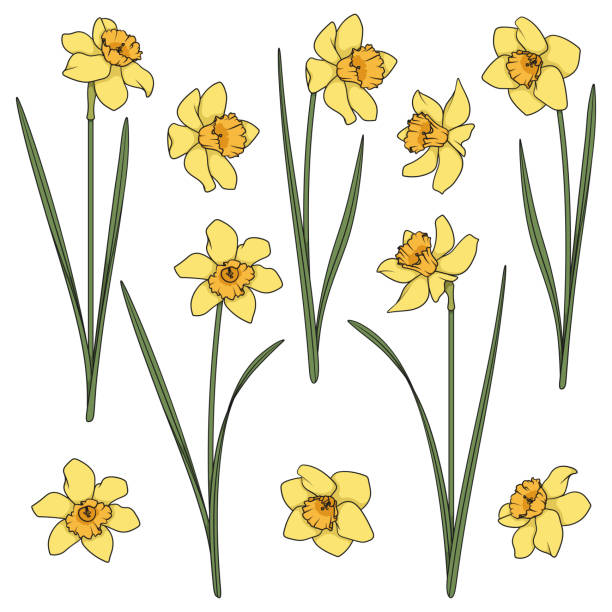 ilustraciones, imágenes clip art, dibujos animados e iconos de stock de conjunto de ilustraciones a color con narcisos amarillos. objetos vectoriales aislados. - daffodil stem yellow spring