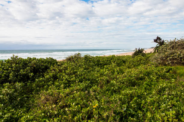 istock Lush, Thick Dark Green Coastal Vegetation on Sand Dunes at Beach 1280280427