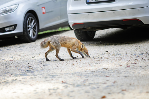 Rasnov, Romania - October 2, 2020: A wild red fox stays among tourists in a parking lot near a forest searching/asking for food. Self-domestication of wild animals.