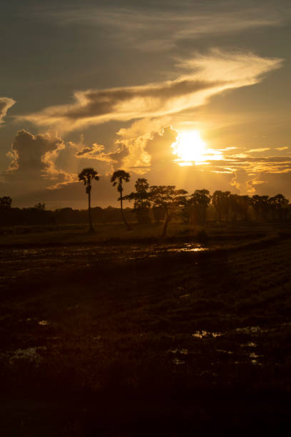 istock Sunrise over wetland 1280282560