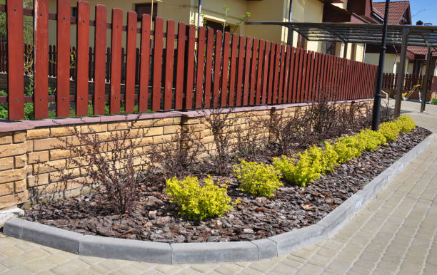 Ornamental bushes of yellow berberis thunbergii aurea planted on a narrow flowerbed mulched with pine bark wood chips along a vertical slat, picket wood fence on brick foundation. arbustos ornamentales de berberis amarillo thunbergii aurea plantados en un estrecho macizo de flores triturado con virutas de madera de corteza de pino a lo largo de una lama vertical, cerca de madera de piquete sobre cimientos de ladrillo.