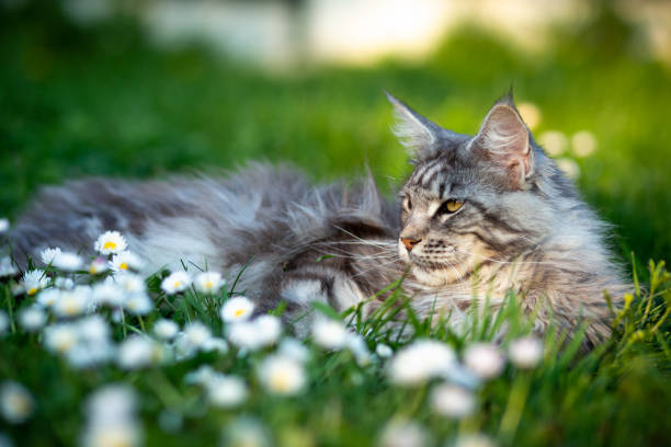istock Maine Coon in the garden 1280283745