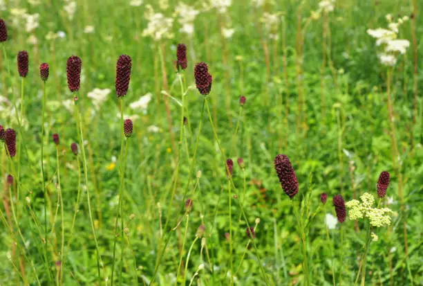 Photo of Sanguisorba officinalis, great burnet growing in the meadow is actively used in phytotherapy, herbal medicine to treat gastrointestinal conditions.