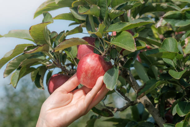 istock White female hands with love hold on ripe green apple 1280284573