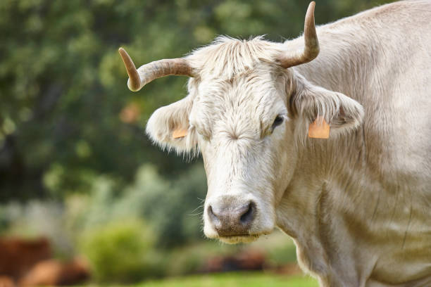 istock Cows grazing in the forest on a sunny day. Cattle 1280284600