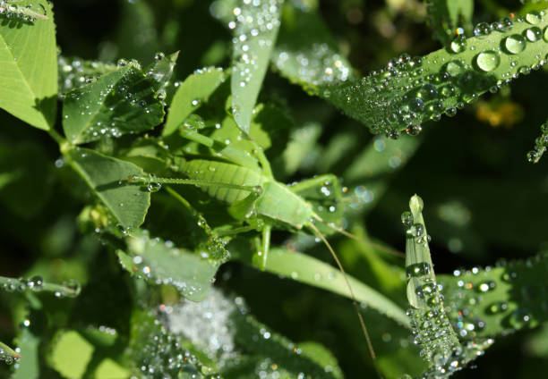 istock Raindrops, green leaves and the mantis 1280285940