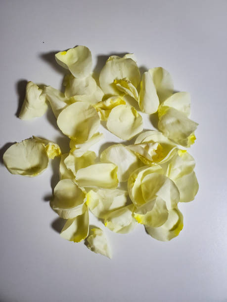 istock White rose petals on a white background. The view from the top 1280287284