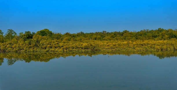 The horizontal dense mangrove of Indian Sundarban reflecting from the calm and blue water. The dense mangrove of Sundarban tiger reserve is at the horizon which is reflecting from the deep and calm brackish water of Ganga-Brahmaputra and Meghna river delta. brahmaputra river stock pictures, royalty-free photos & images