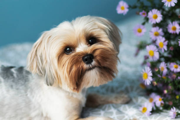 istock Portrait of a young dog (yoka) 1280289532