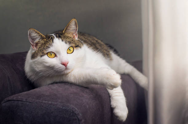 istock the cat is lying on the couch 1280289827