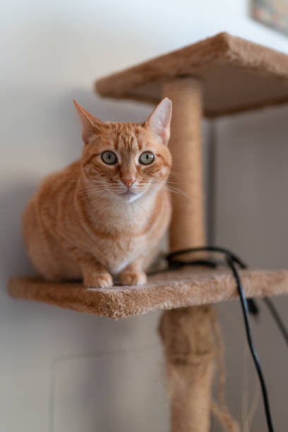istock brown tabby cat with green eyes sitting in a scratcher tower 1280289893