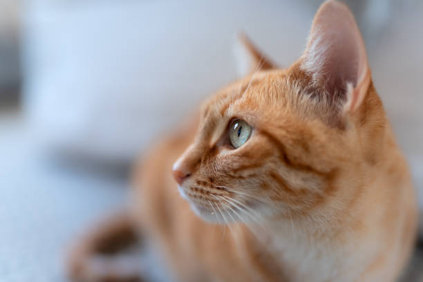 заживать. профиль выстрел. коричневый кот табби с зелеными глазами - pets stroking licking love стоковые фото и изображения