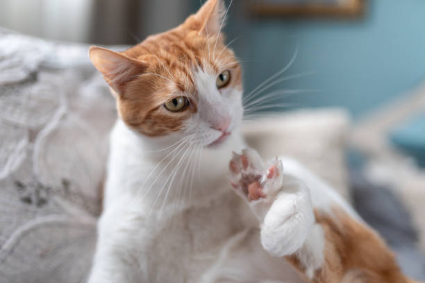 istock brown and white cat with yellow eyes, bites his nails 1280289929