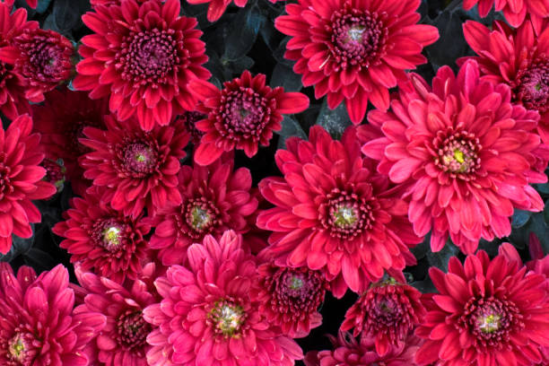 istock Beautlful coral red flowers 1280289948