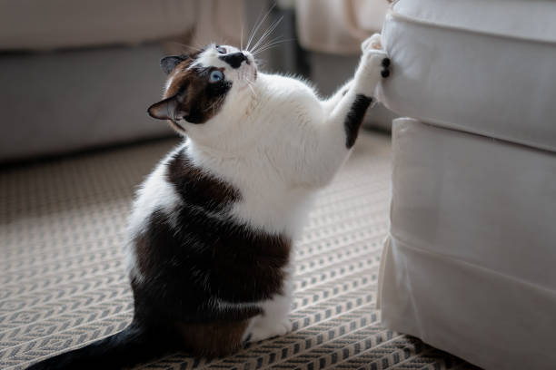 chat noir et blanc gratte ses ongles sur un canapé - gratte photos et images de collection