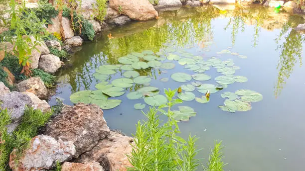 Photo of Lilies in the pond on a Sunny day