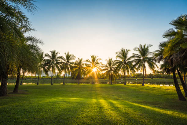 istock Green grass field with palm tree in Public Park 1280291596