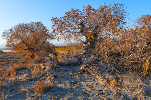 A picturesque turanga tree (poplar variegated), considered one of the most tenacious trees, on an autumn evening at sunset