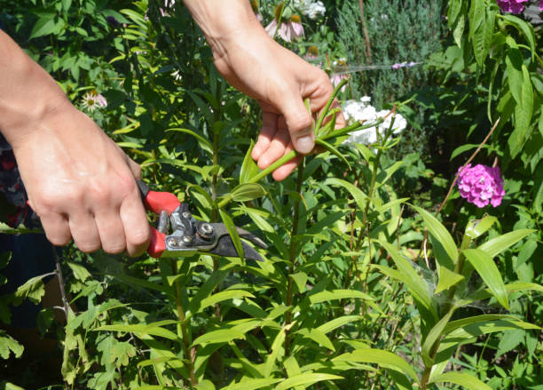 istock A gardener is deadheading lilies, removing spent flowers using pruning shears in the flowerbed in summer. 1280293028