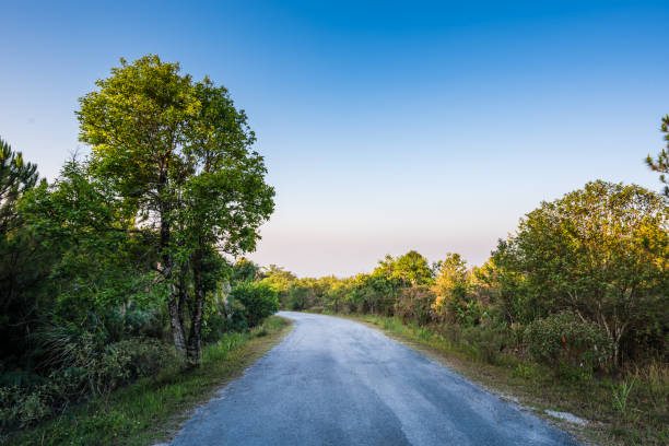 istock Single lens road in to the forest 1280293106