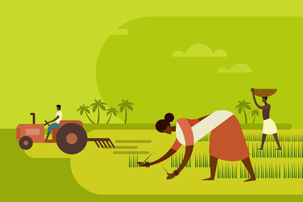 ilustrações de stock, clip art, desenhos animados e ícones de agricultural workers planting paddy seedlings in the field with a tractor in the background - farmer