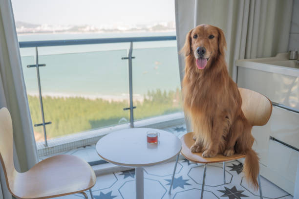 istock Golden Retriever sitting in a chair drinking tea 1280294491