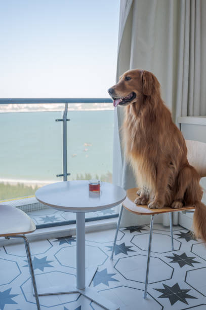 istock Golden Retriever sitting in a chair drinking tea 1280294494