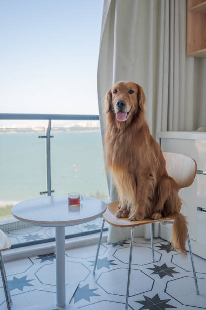 istock Golden Retriever sitting in a chair drinking tea 1280294497