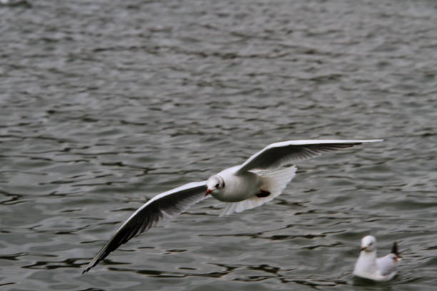 istock A view of a Black Headed Gull 1280294794