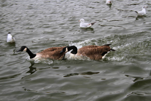 A view of a Canada Goose on the water at Roundhay Park in Leeds
