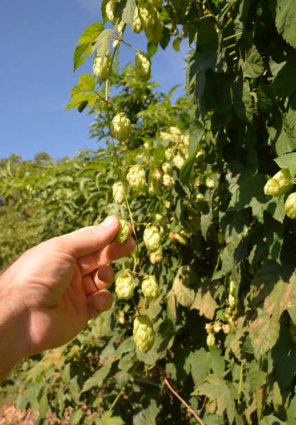 istock Growing and harvesting hops: a farmer is picking hop cones for brewing beer. 1280295139