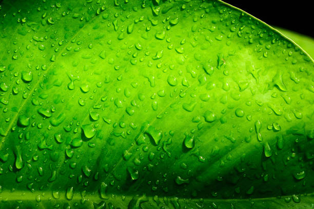 istock water drops splashing on leaf, lush green nature background 1280296477